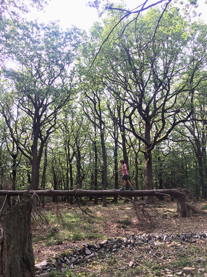 Waldbegegnung