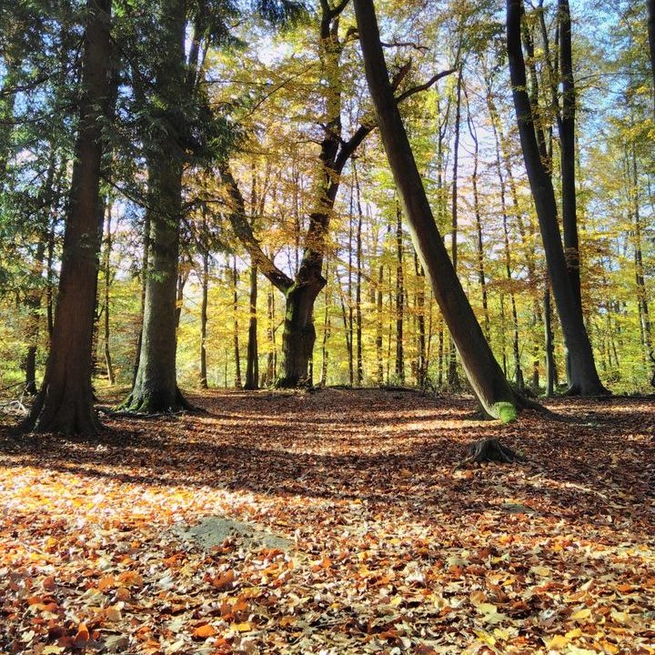 Stille des Waldes