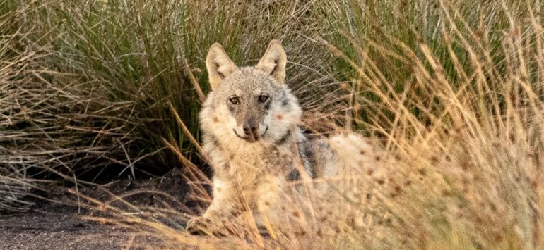 Deutschlands neue Wildnis